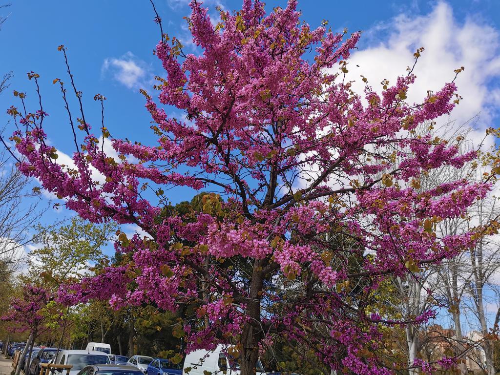 Primavera en el barrio