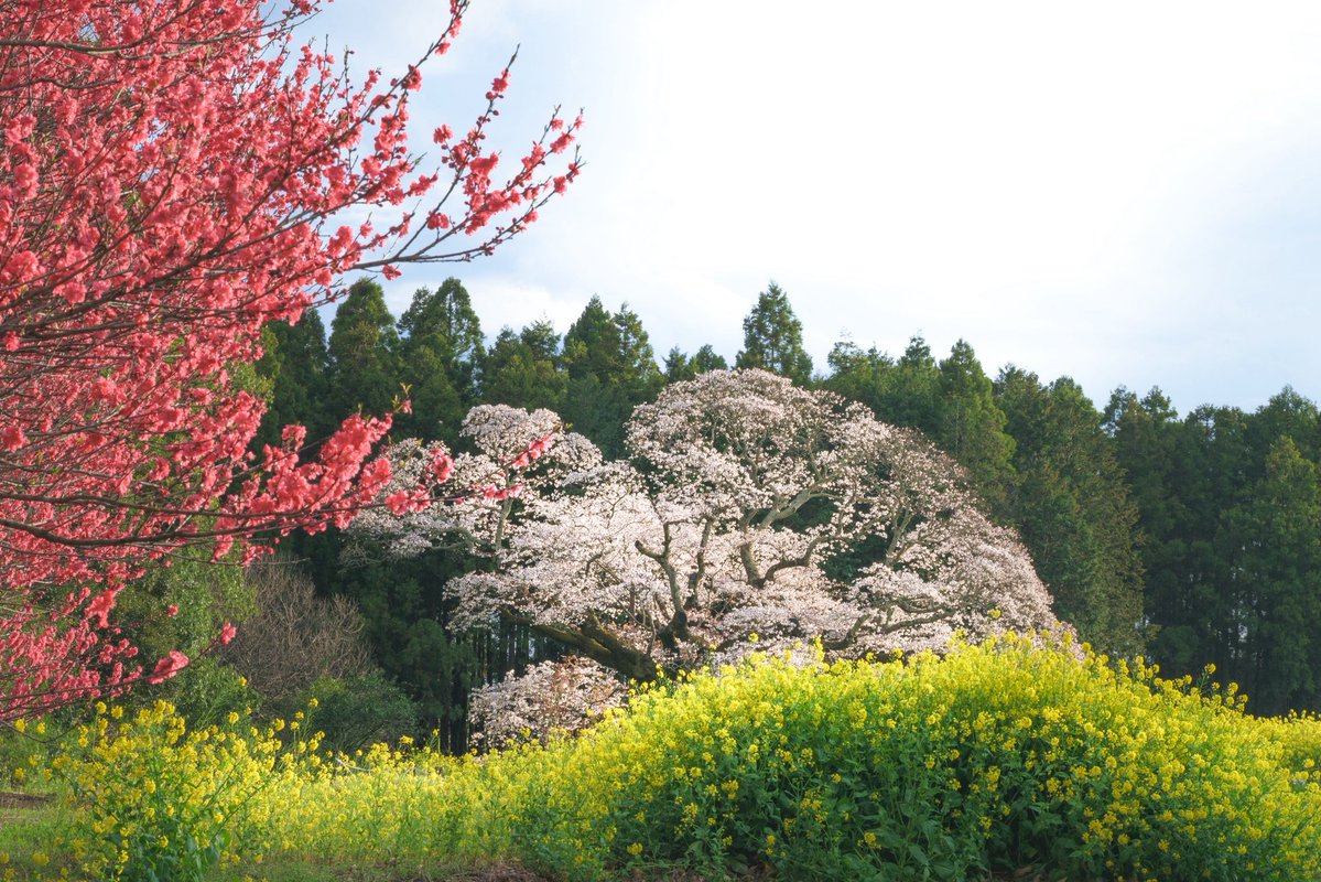 シュー tweet media