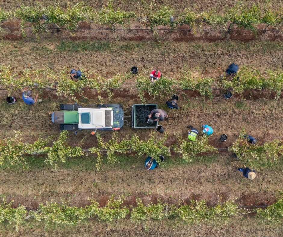 twohandswine's tweet photo. We’re halfway through vintage, and today we picked our Sur Échalas Shiraz, ‘The Clos Block’, at Holy Grail, destined to become the 2026 Invenienda.

With plenty more to come before vintage is done. https://t.co/ncNoA41tsa