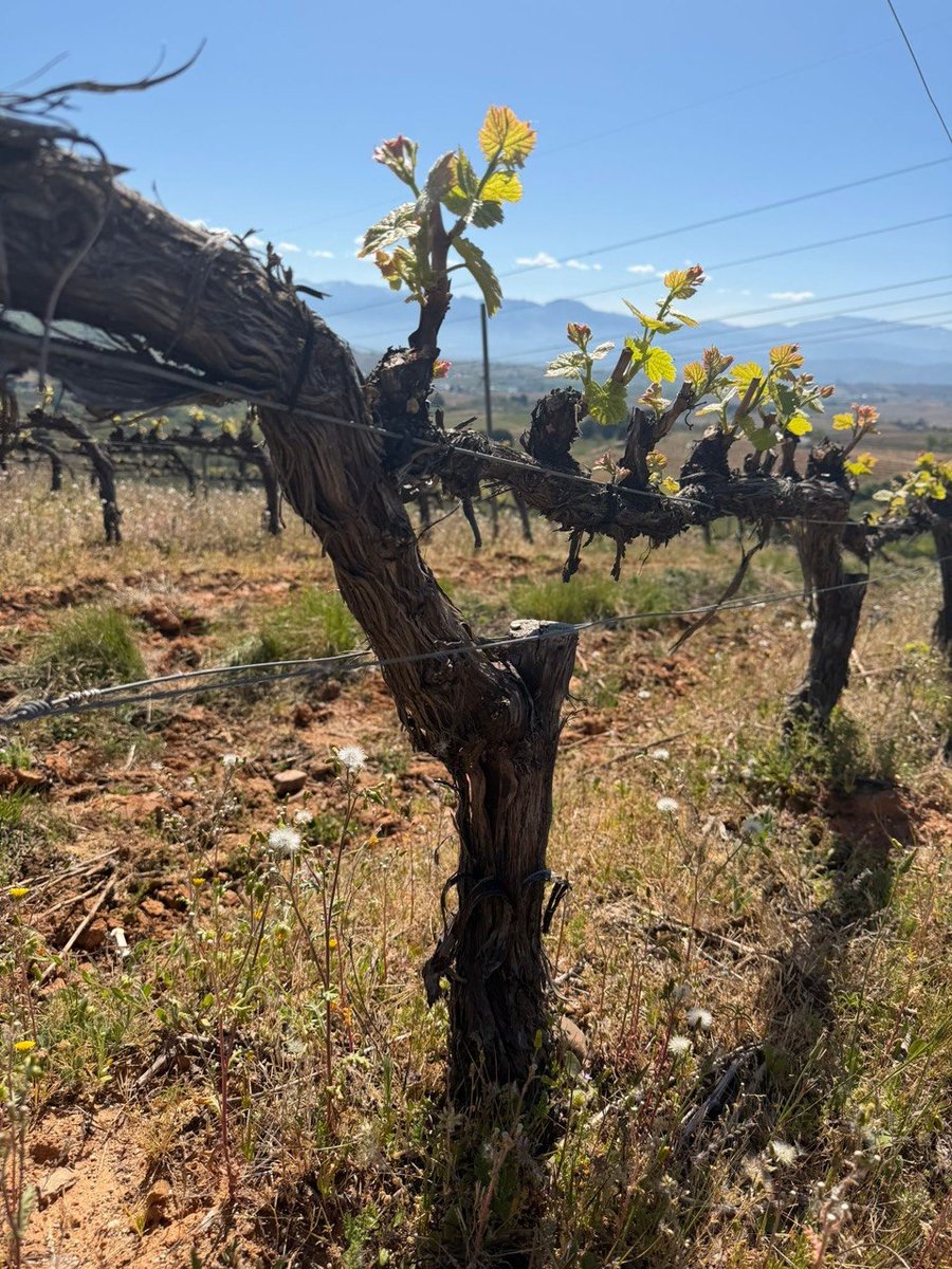 Bodega del Abad tweet media