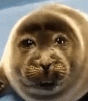 lau is seeing 5sos ⋆.˚ tweet media