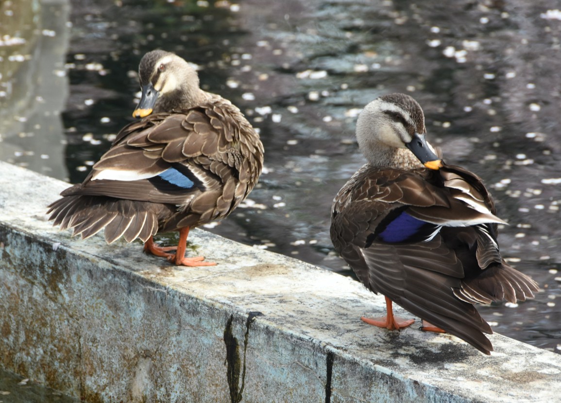 CampSendaiPR's tweet photo. 【🐦＜第３話＞仙台カルガモ物語🐦】
　新たなカルガモ発見👀総監部前の池でもカルガモが仲良く遊んでいました🐦突然の潜水にびっくり😲
＃自衛隊　＃仙台　＃��ルガモ　＃癒し https://t.co/MA65HyMjdb