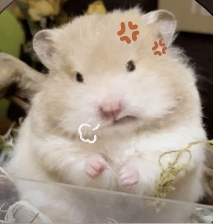 hamjin bot tweet media