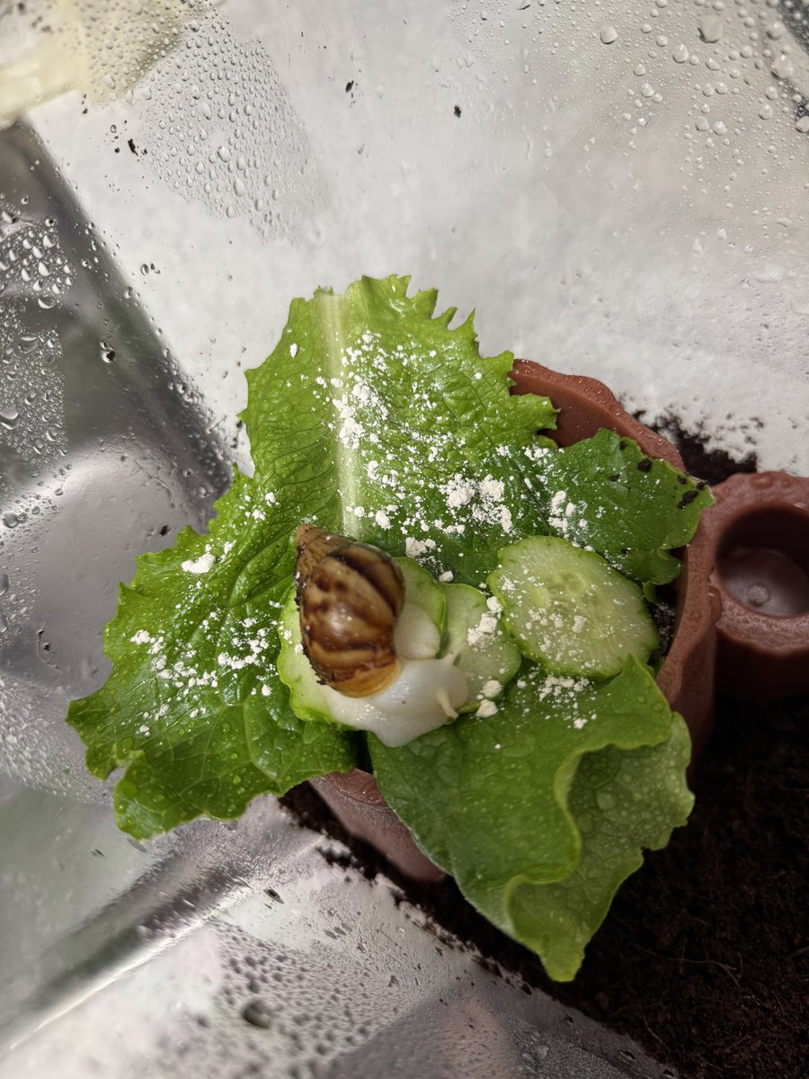 미틈달 초닷새🌱 tweet media