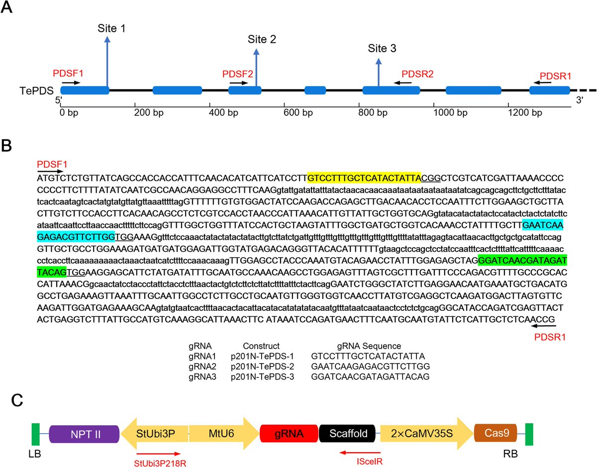 PCTOCjournal's tweet photo. Establishment of an efficient CRISPR/Cas9-mediated editing in marigold (Tagetes erecta)

https://t.co/xrgHDgjlUm https://t.co/QuCufVQDyr