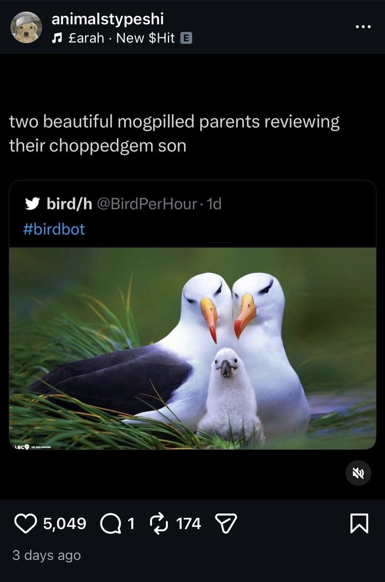 mungosaur ๐ต๐ธ (commissions closed) tweet media