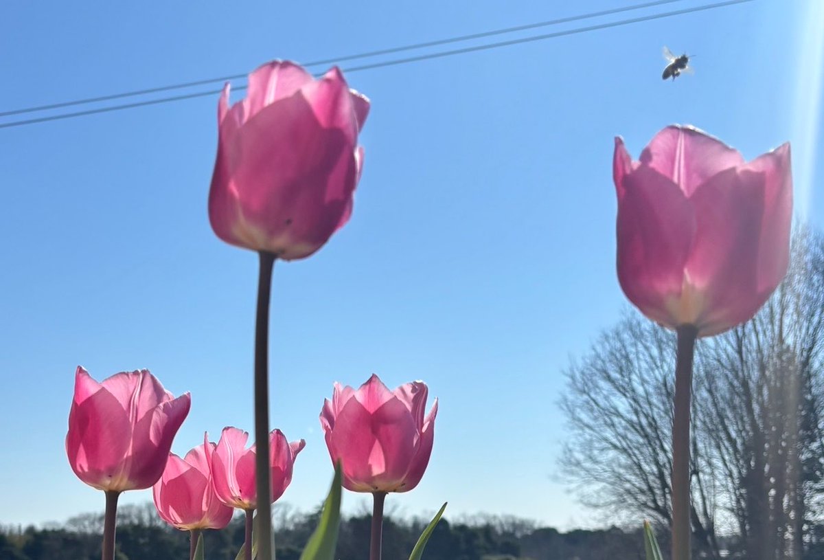 marie（マリー） tweet media