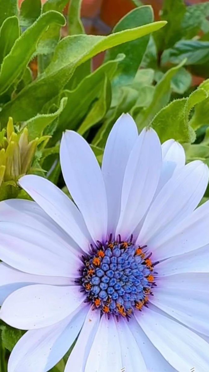 نوره العسيري tweet media