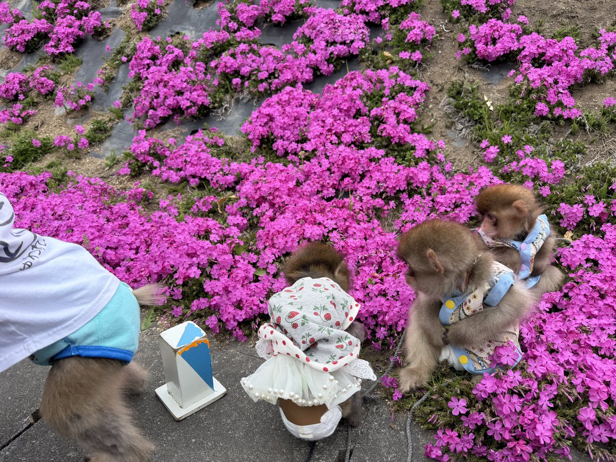 利美トレーナー tweet media