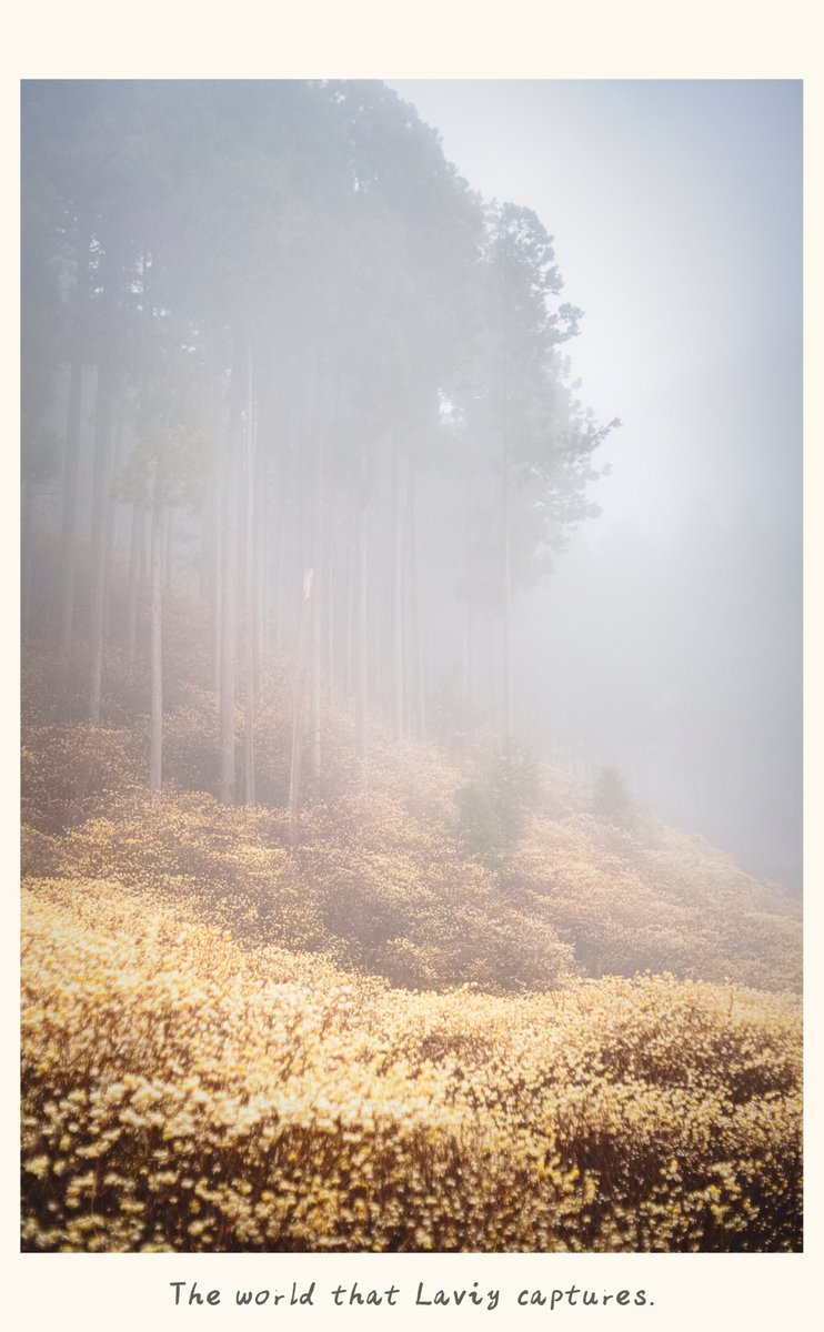 𝙻𝚊𝚟𝚒𝚢ꕤ tweet media