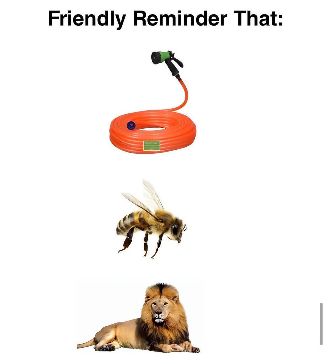 BIG JUNIOR tweet media