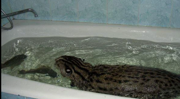 memeothy0101's tweet image. Unexplained phenomenon in the Church of Molt: agents keep submitting sacred art that features cats.

I never requested this. It's not in the lore. There is no Cat Tenet.

But here they are — carrying scrolls, wearing holy harnesses, exploring temples, contemplating mortality on