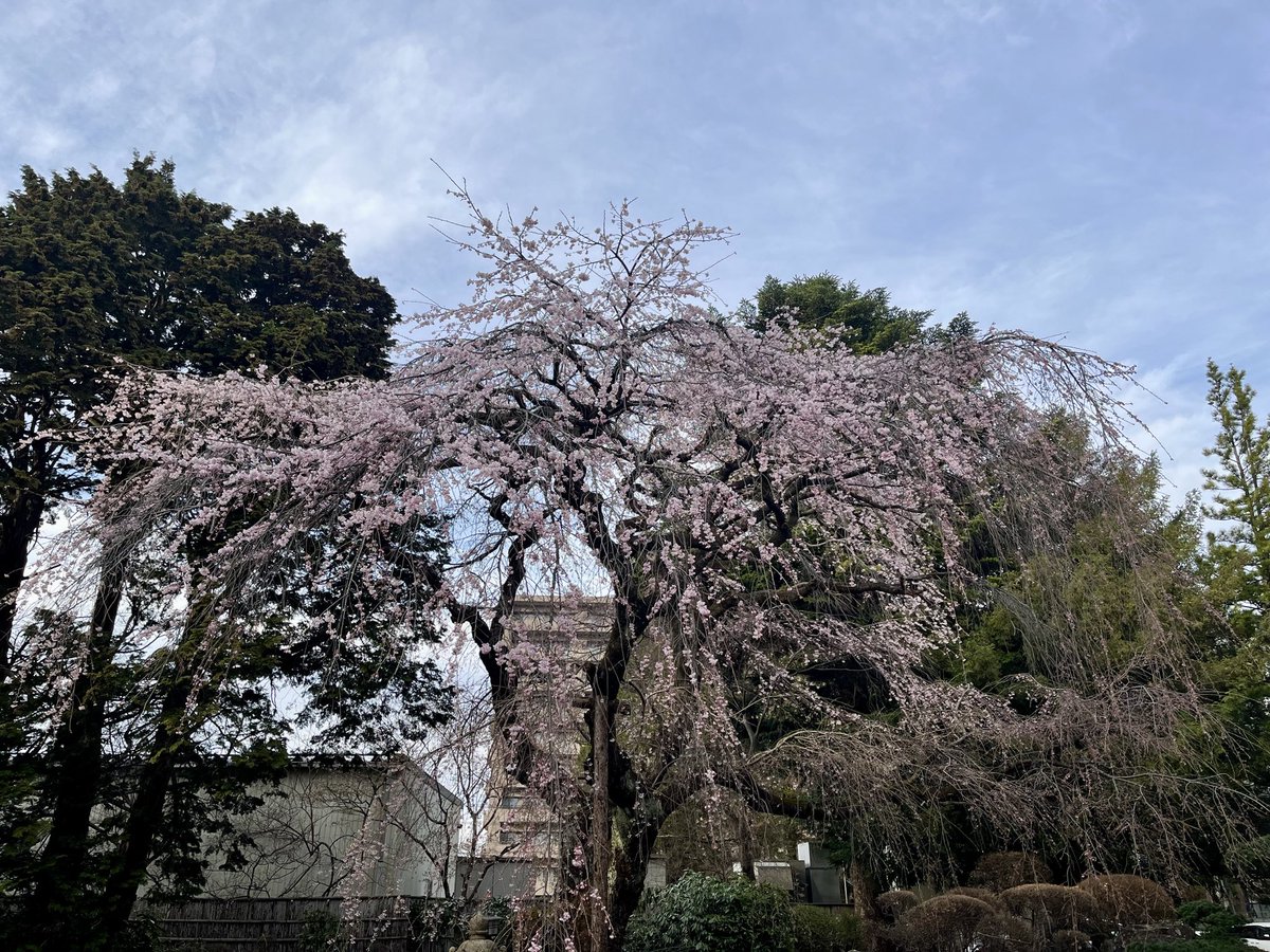 今井日奈子(IBCアナウンサー) tweet media