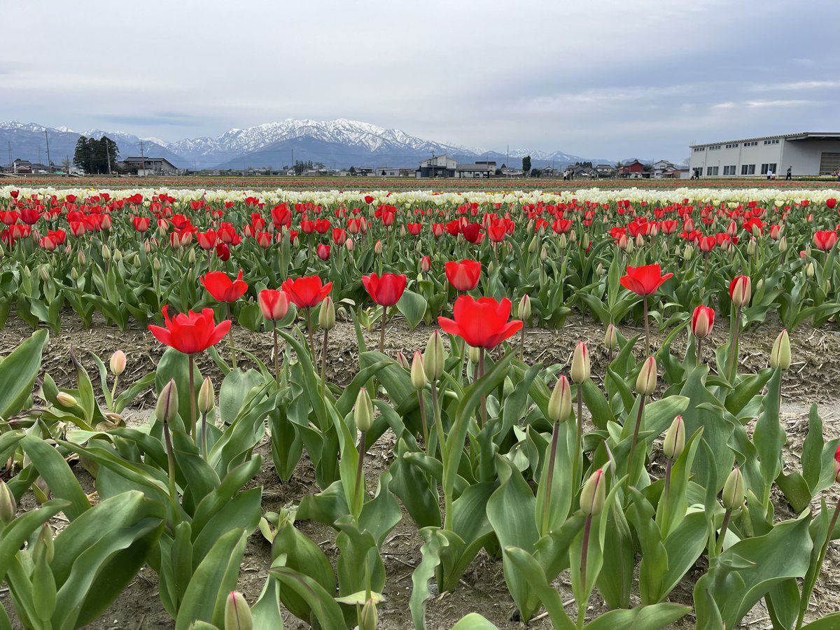 🌷にゅうぜんフラワーロード🌷 tweet media