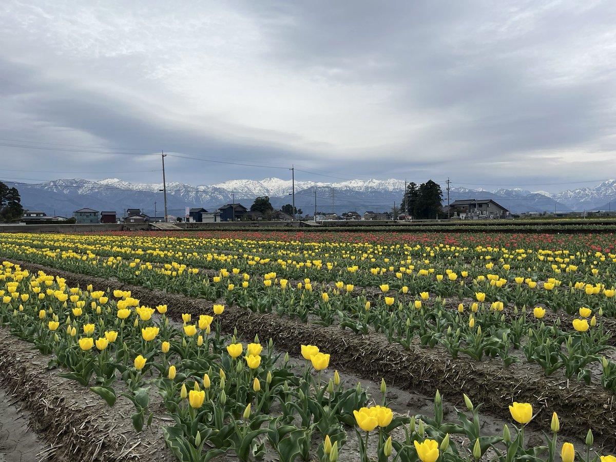 🌷にゅうぜんフラワーロード🌷 tweet media