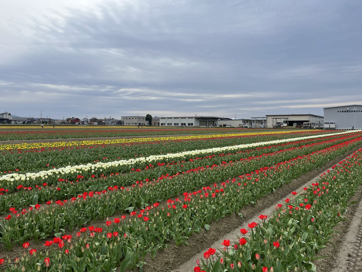 🌷にゅうぜんフラワーロード🌷 tweet media