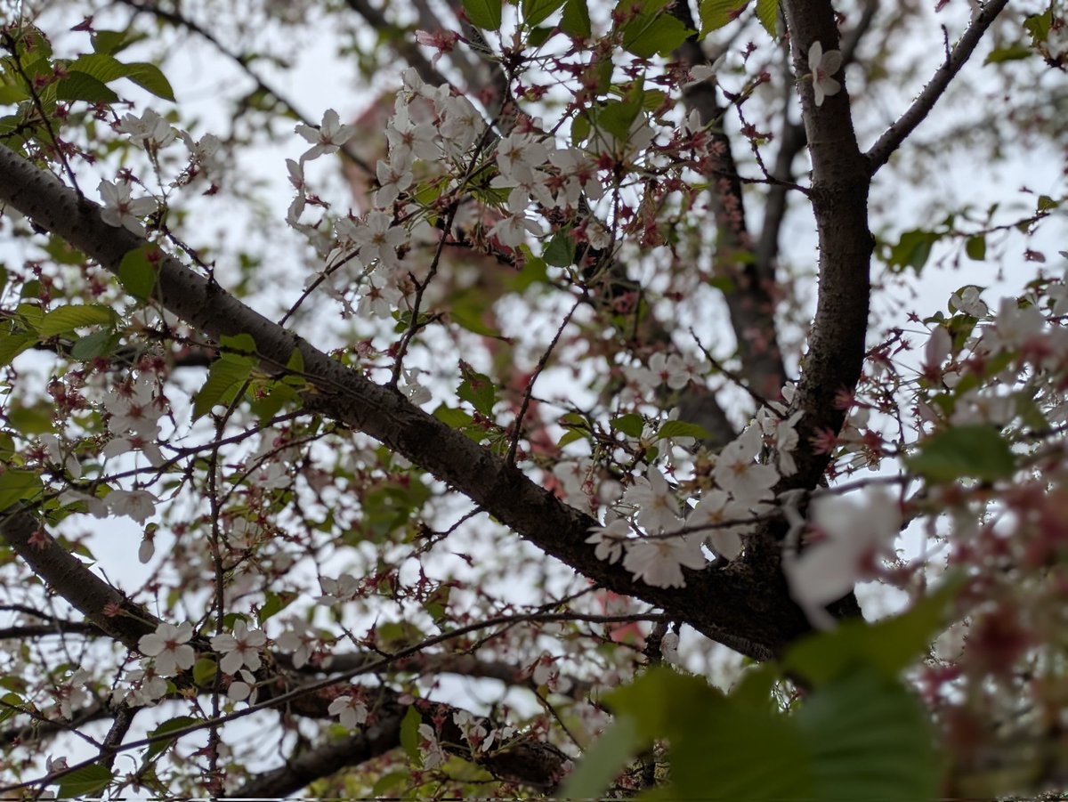 酒縁女優 やまおきあや tweet media