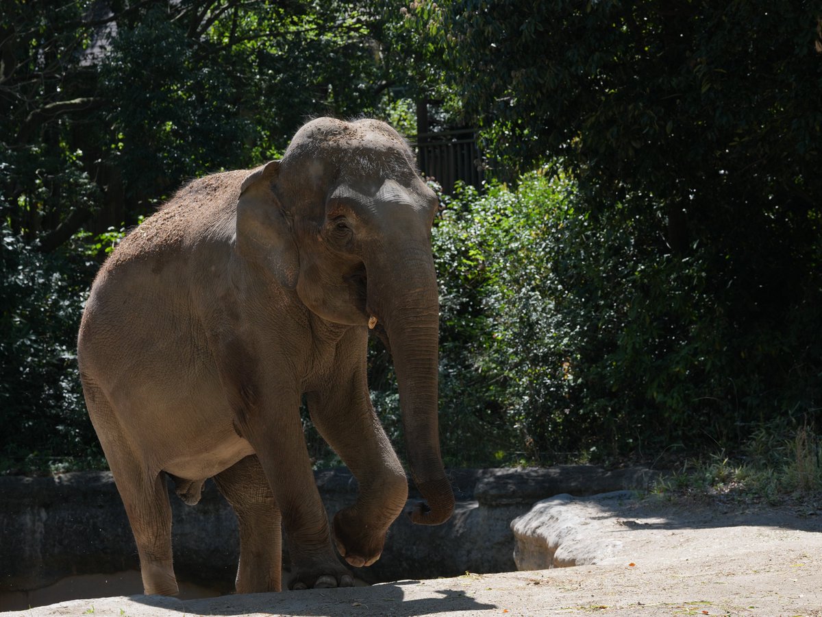 zooman_koichi's tweet image. なんだか楽しそうな表情である
#インドゾウ #ズーラシア #elephant #ZOORASIA