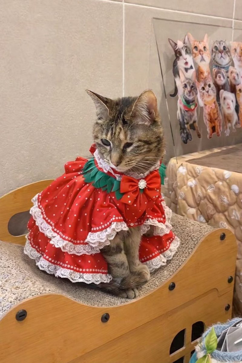 美佳🩷🐦🔥🩷 tweet media