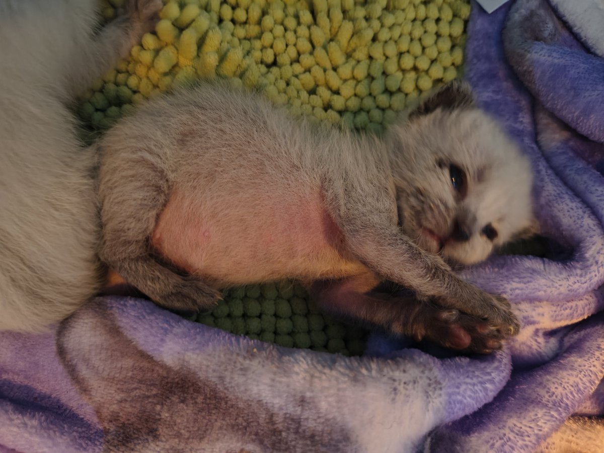 🕯️ Grimmi 🕯️Streamer and Vtuber and Spooky tweet media