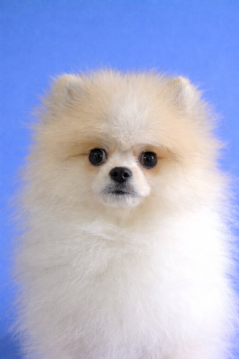 ポメのまりも（にゃーん） tweet media