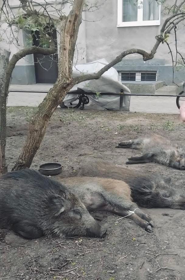 Marta Szczepańska tweet media