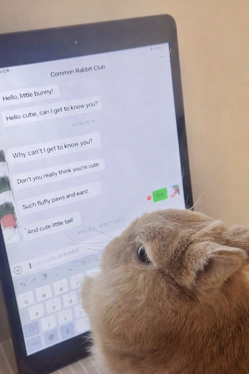 Why you should have a rabbit tweet media