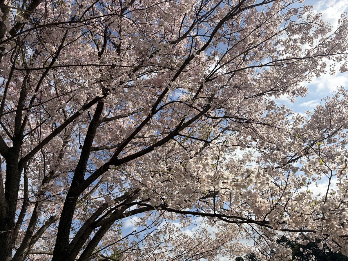 コウ ホナム（髙 虎男）＠カンボジアで起業・事業経営する元戦略コンサルxVCx日米公認会計士 tweet media