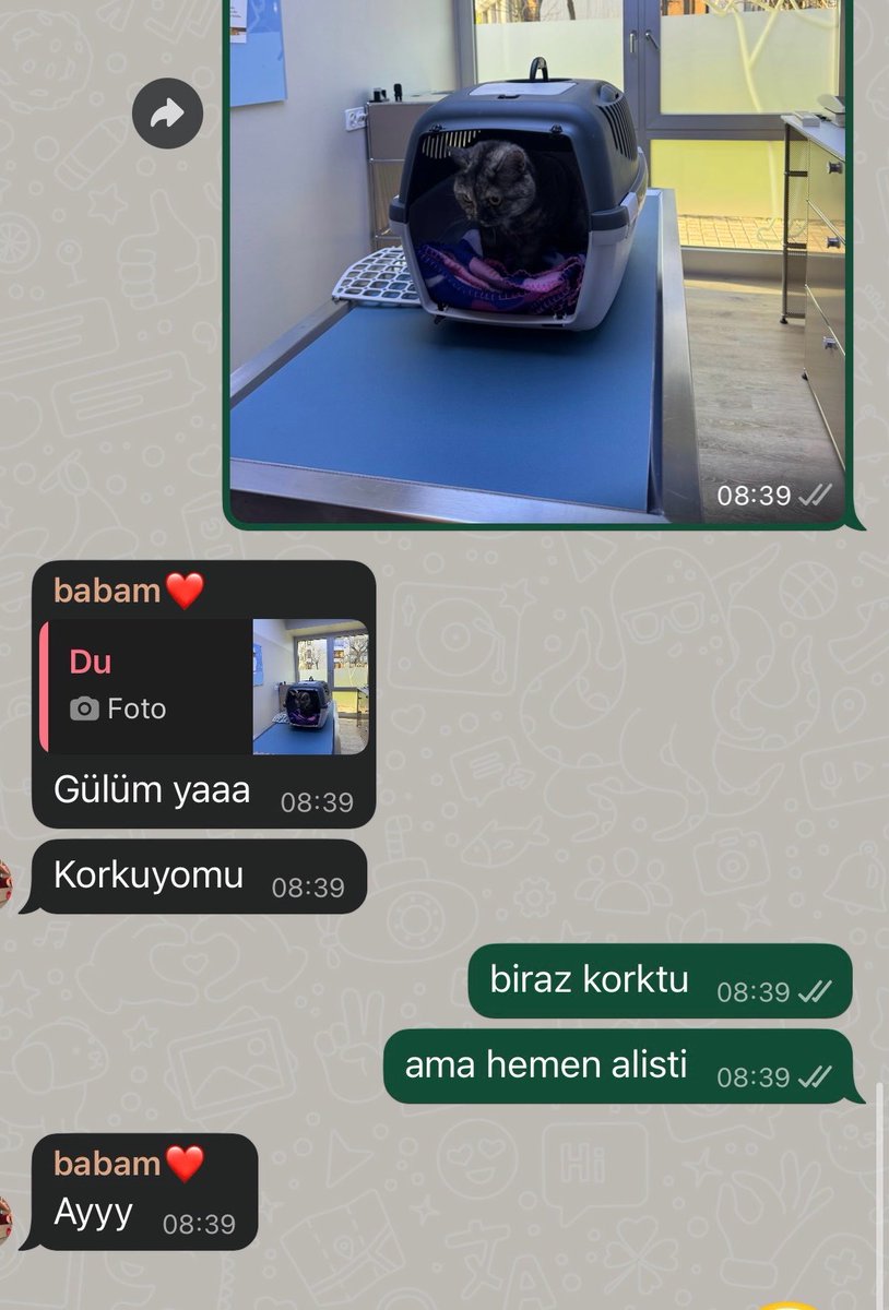 kedi istemeyen babamin son durum