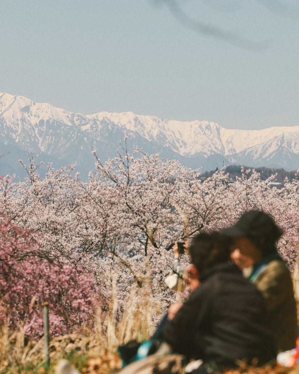 toratabix's tweet photo. 長野県、松本の弘法山古墳。
4000本の桜と北アルプス、松本に引っ越して良かったと思う風景。

📍Matsumoto,Nagano prefecture,Japan

🗾Google Map : https://t.co/Ul6b6yuRt6 https://t.co/STmax04DEd