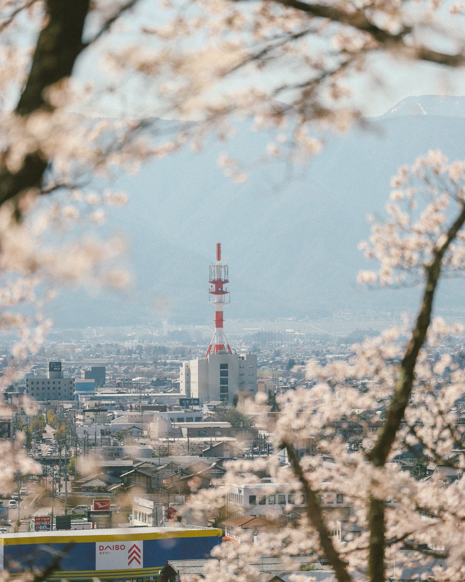 toratabix's tweet photo. 長野県、松本の弘法山古墳。
4000本の桜と北アルプス、松本に引っ越して良かったと思う風景。

📍Matsumoto,Nagano prefecture,Japan

🗾Google Map : https://t.co/Ul6b6yuRt6 https://t.co/STmax04DEd