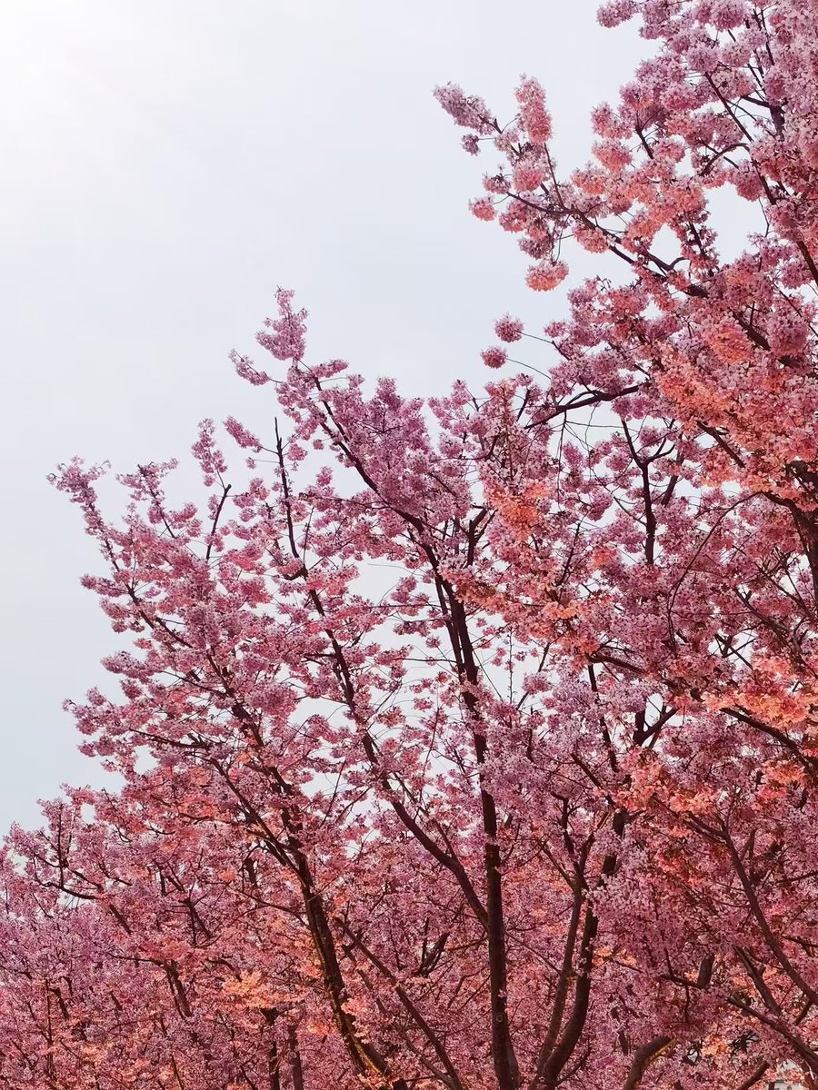 NingboFocus1's tweet photo. Just wait for me. 🌸🌿
I’ll come to you with a bouquet of flowers in my arms.💐
#NingboSpring #SpringInNingbo #NingboLife #SpringVibes #FlowerLovers #RomanticMoment https://t.co/1Exu06M41F
