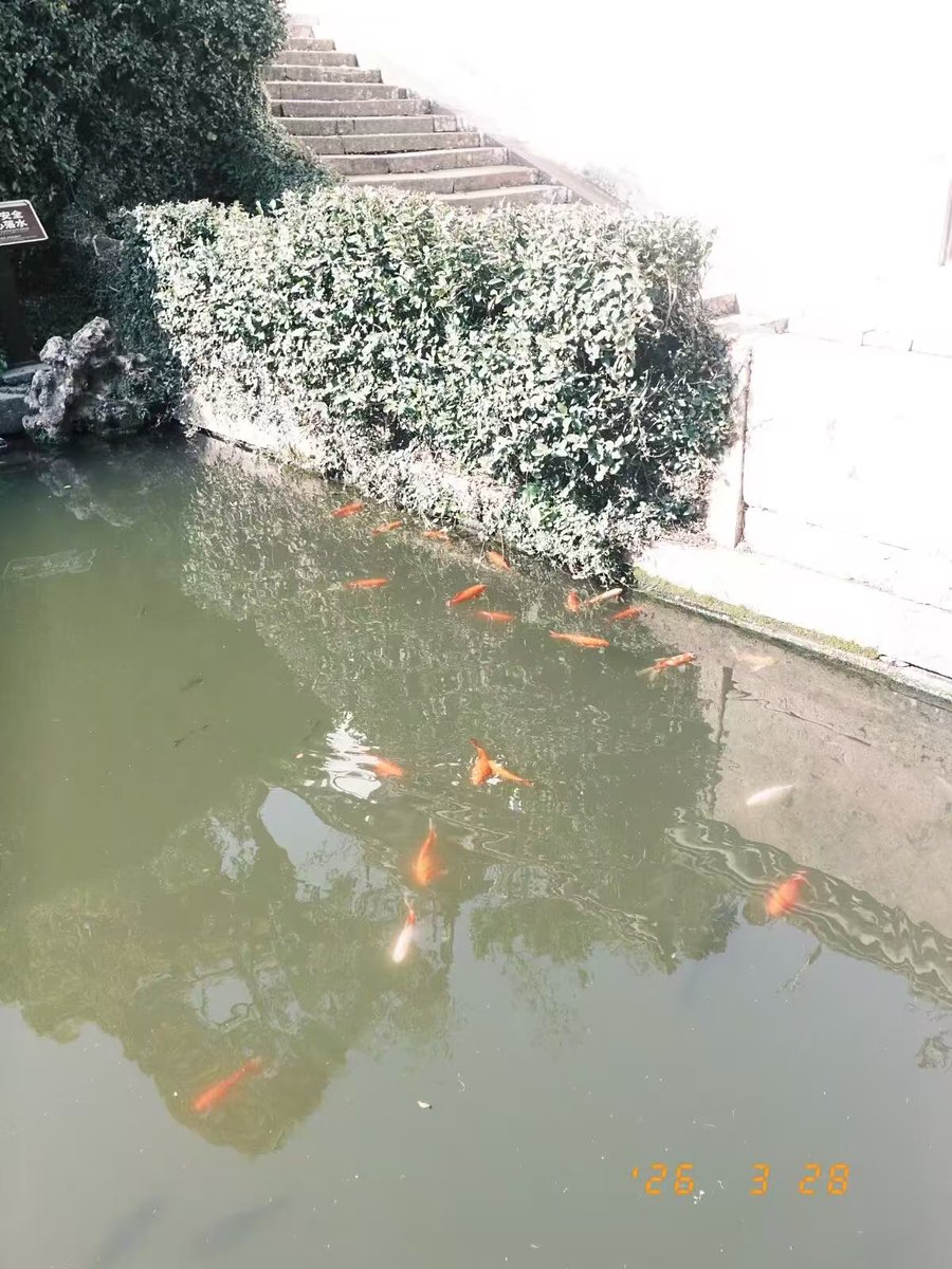 NingboFocus1's tweet photo. Just wait for me. 🌸🌿
I’ll come to you with a bouquet of flowers in my arms.💐
#NingboSpring #SpringInNingbo #NingboLife #SpringVibes #FlowerLovers #RomanticMoment https://t.co/1Exu06M41F