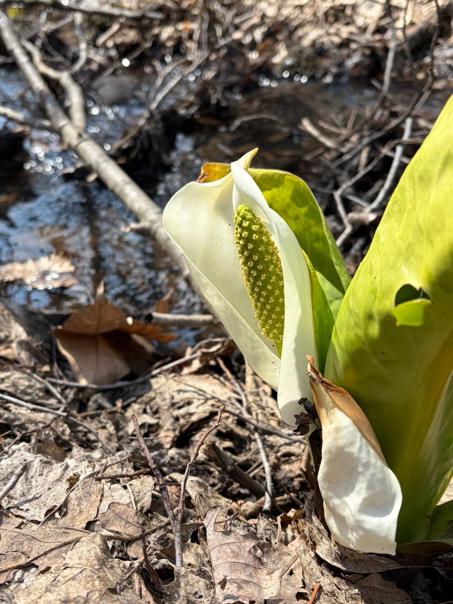 Android au tweet media