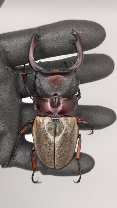 フェモラリス
​色が出てきました。92mmです。 