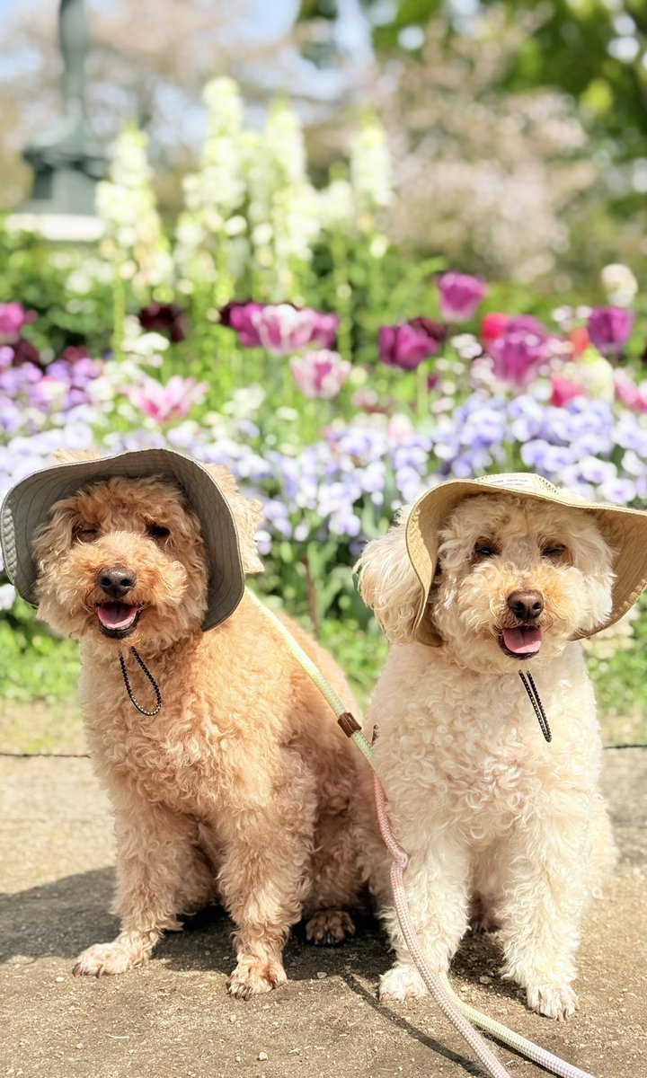 チューリップ🌷とぼくとアタチ
