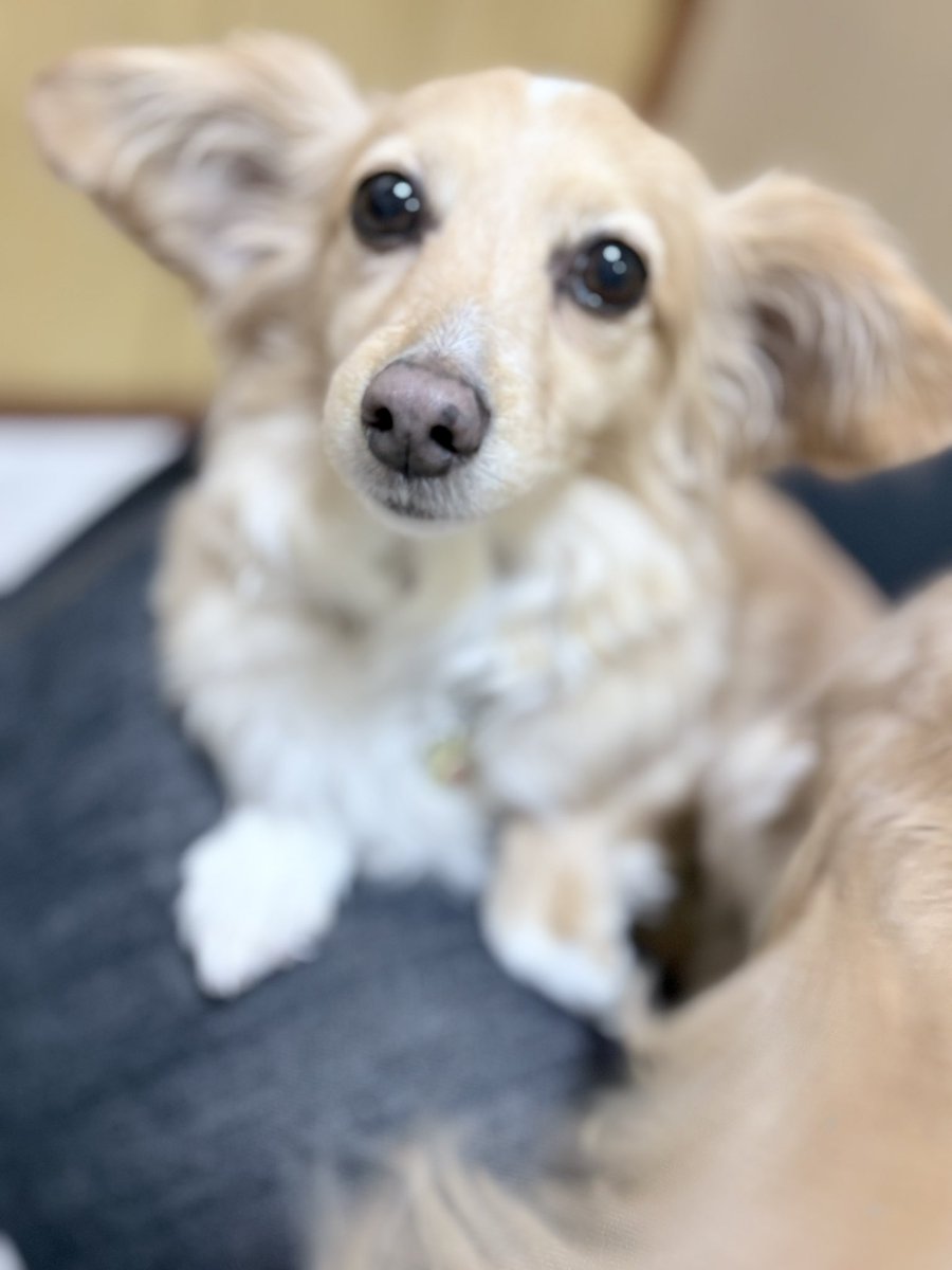 MIMIﾁｭﾙﾘﾗ♡ふわりともなの大冒険 tweet media