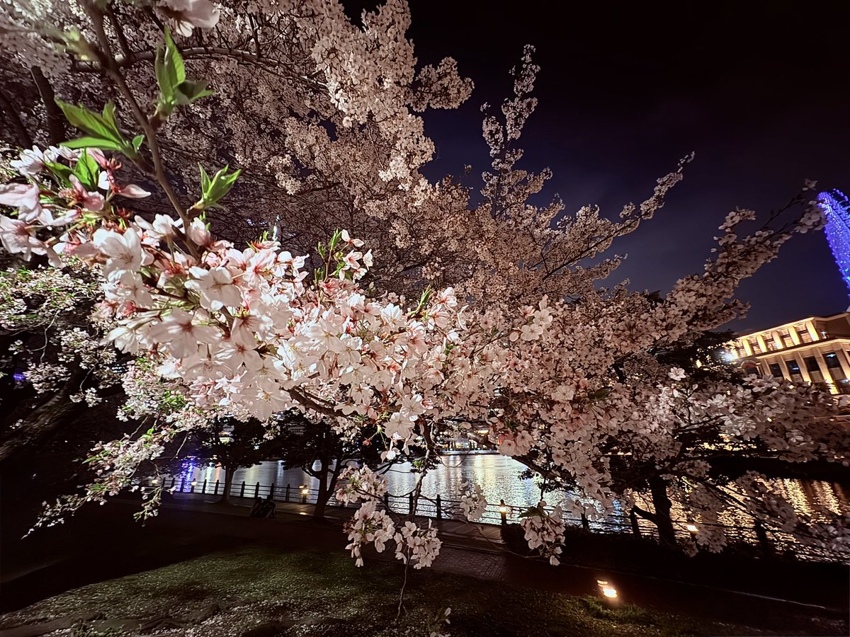 anima_io's tweet photo. 赤レンガ倉庫にお花見行ってきました📸
山下公園にクレープのワゴンがあってロナルドくんとあけみさんが食べてたやつ…！と連想出来て嬉しかったです🦇 https://t.co/VyW86VIQ45