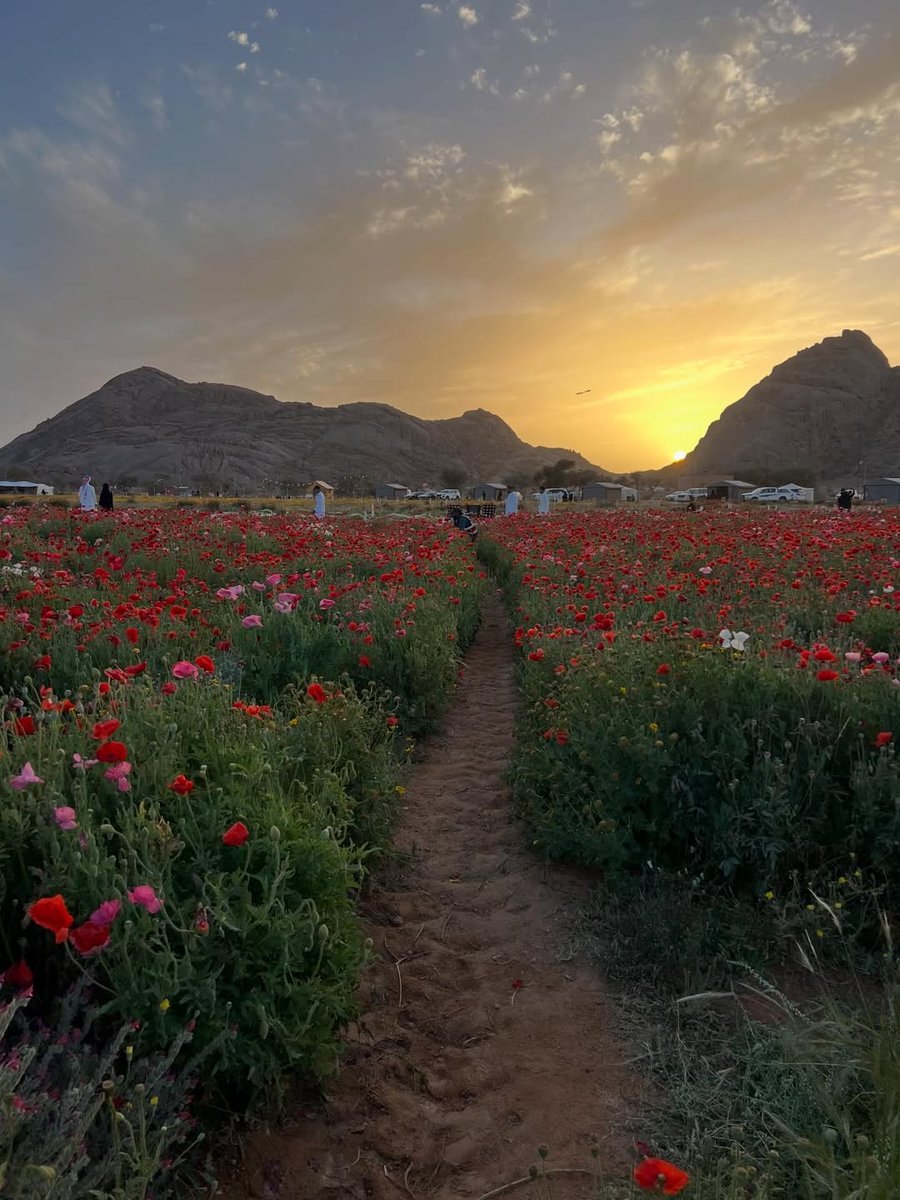 SaudiNewsFR's tweet photo. 🇸🇦 Vous ne rêvez pas❗

Ces photos ont bien été prises en #Arabie_Saoudite, dans la région de Hail (au nord du Royaume) durant le printemps. https://t.co/kxLNaT08QI
