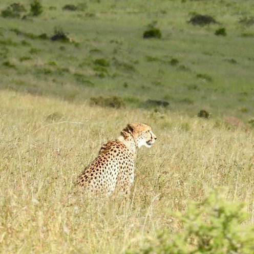 SANParks Mountain Zebra tweet media