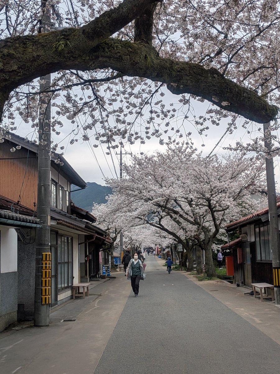 ぴんきー（実はぴょんきー）🐺💛 tweet media