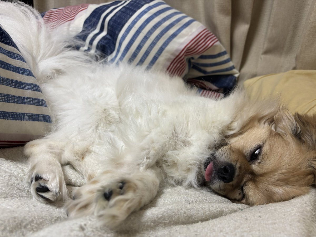 ぽるん tweet media