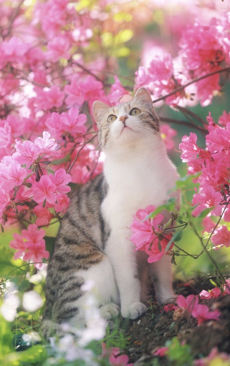 Rika酱（互fo） tweet media