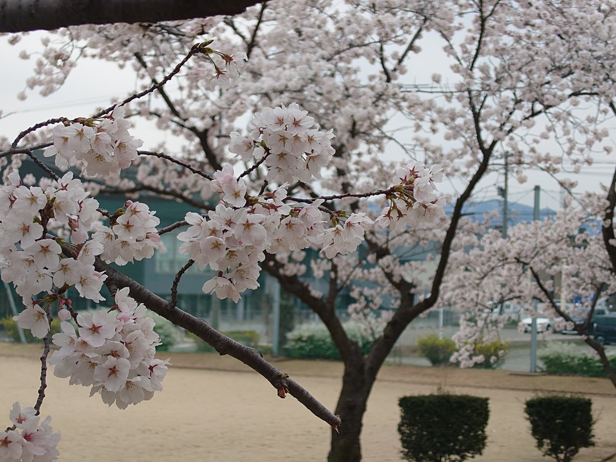 moritokeiten's tweet photo. 4/13（月）諸事情により、臨時休業いたします。
石川県金沢市では、４月の頭に一気に桜が開花しました。
散歩中に見つけた桜、満開でした。
https://t.co/wS6zqfCZEC https://t.co/OUZSft5Hoe