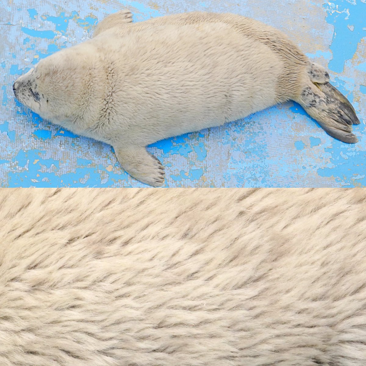 ジャイ tweet media