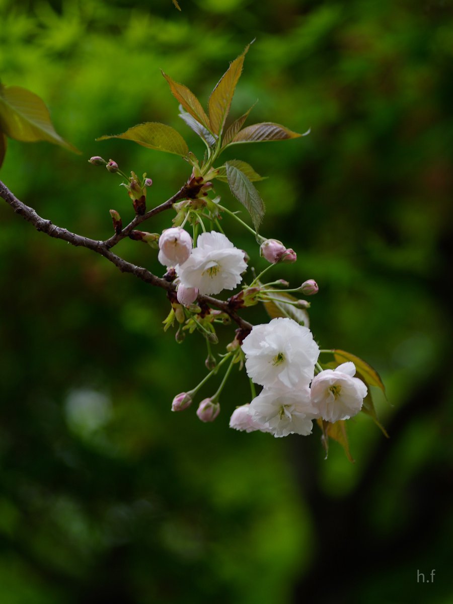 Hiroshi Furukawa (@junglelandland) on Twitter photo 