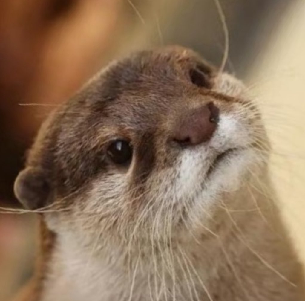 소설짱 tweet media