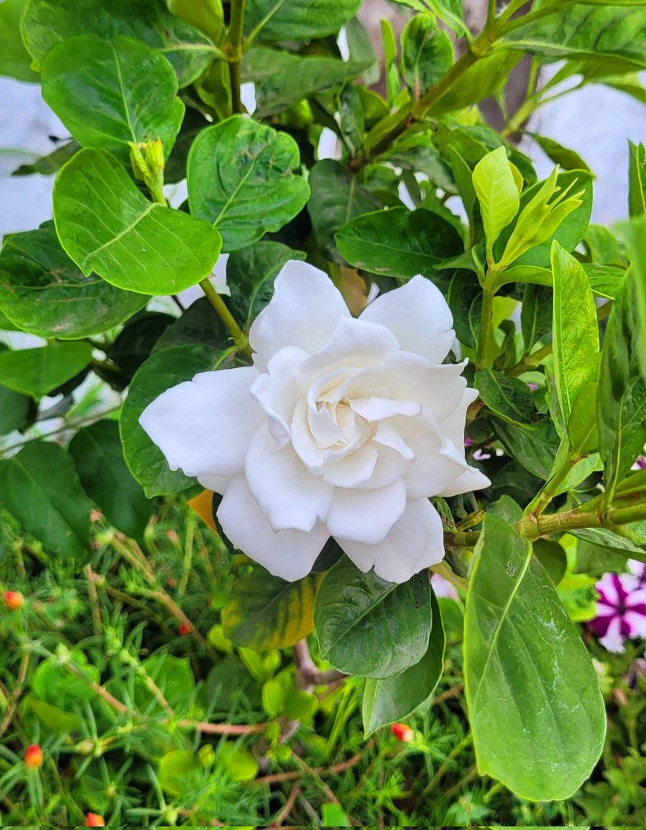 Fr Darshan Naik tweet media