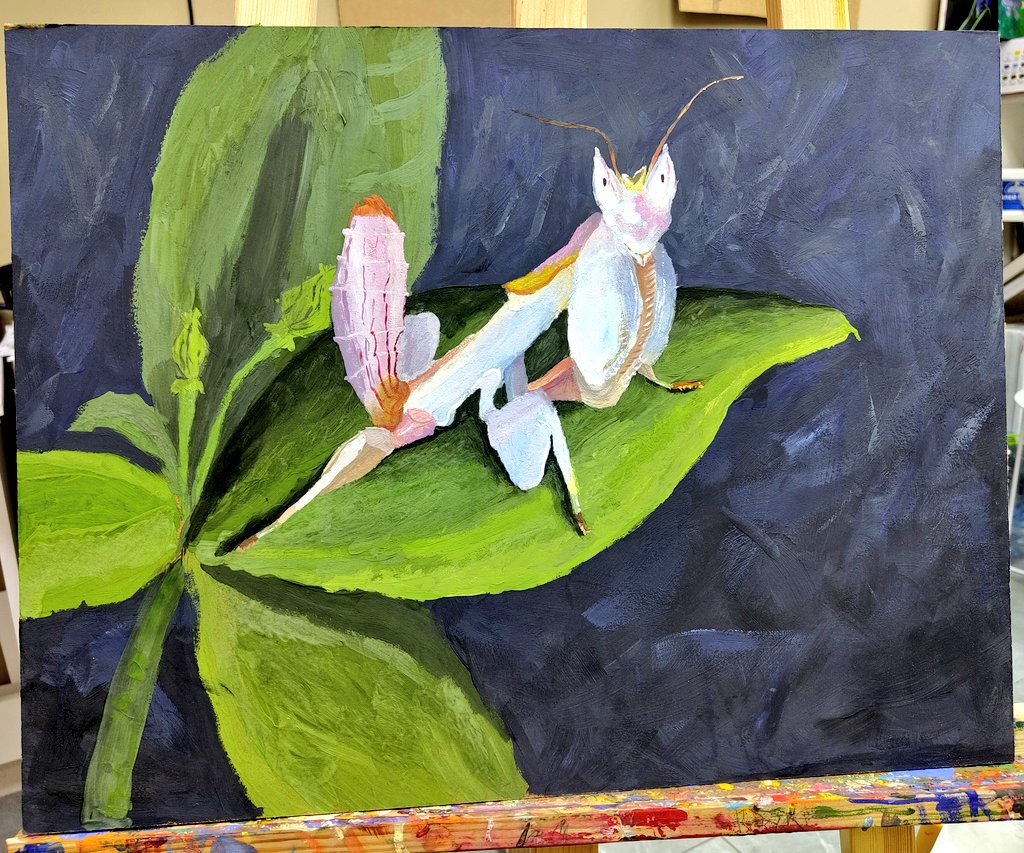 deakrow's tweet photo. I think this is my first serious irl painting, and it went out pretty good i guess.
Meet orchid mantis - one of the most beautiful creature
_______________________
#art #drawing #painting #insect #mantis #orchidmantis #animal #Hymenopuscoronatus #bug #beetle https://t.co/cwkpSSYRoD