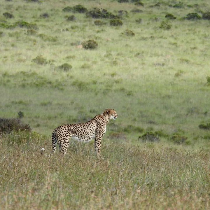 SANParks Mountain Zebra tweet media